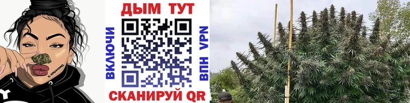 где купить   Шимановск  МАРИХУАНА семена 